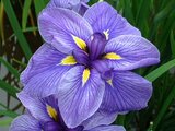 Japanese Iris 'Gosechi no mai'