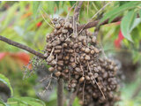 Japanese wax tree