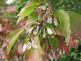 Acer crataegifolium