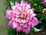 世界の国花 メキシコ Mexico MX