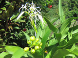  Crinum asiaticum var. japonicum