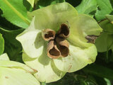 Helleborus orientalis