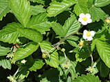 Wild Strawberry