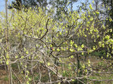 Corylopsis spicata