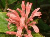 Justicia carnea