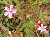 Geranium robertianum