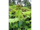 Filipendula multijuga