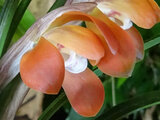 Cymbidium