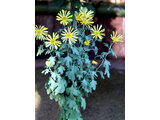 HIgo chrysanthemum