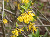 Chinese syringa