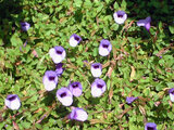 Torenia fournieri