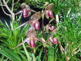 Paphiopedilum insigne