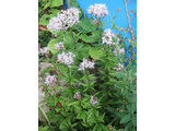 Eupatorium japonicum