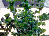 Ficus benjamina 'barok'