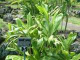 Cordyline fruticosa