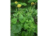 Ligularia dentata