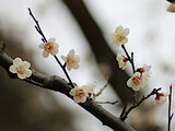 Prunus mume  'Suigetsu'