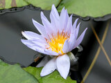 Tropical water lily 'Mrs. Edward Whittaker'