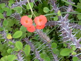 Euphorbia milii