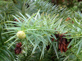 Chinese fir tree