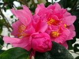 Camellia 'Fragrant Pink'