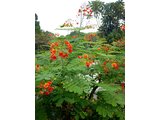 Peacock flower