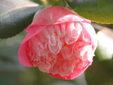 Camellia japonica