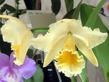 Cattleya