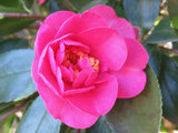 Camellia sasanqua 'Showa no sakae'