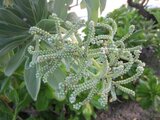 Beach heliotrope