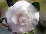 Camellia japonica