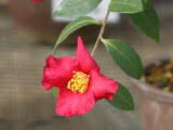 Camellia sasanqua 'Sasada-beni'