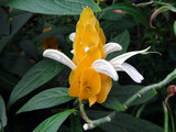 Pachystachys lutea