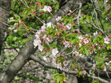 Nishinomiya-gongendaira zakura