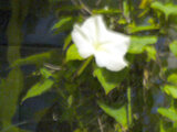 tropical white morning-glory