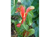 Anthurium