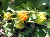 Physalis alkekengi