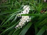 Ophiopogon jaburan