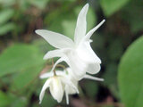 Epimedium youngianum