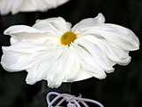 Ichimonnjigiku (florists’ daisy)