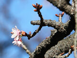 寒桜