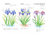 Iris sanguinea