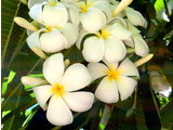 Plumeria