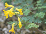 Yellow corydalis