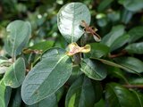 Feijoa