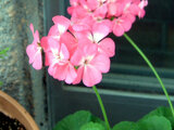 geranium