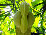 Aristolochia grandiflora