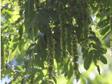 Pterocarya rhoifolia