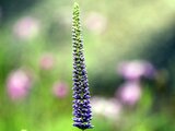 Veronicastrum japonicum