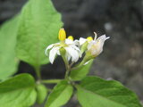 Eastern black nightshade　Eastern black nightshade